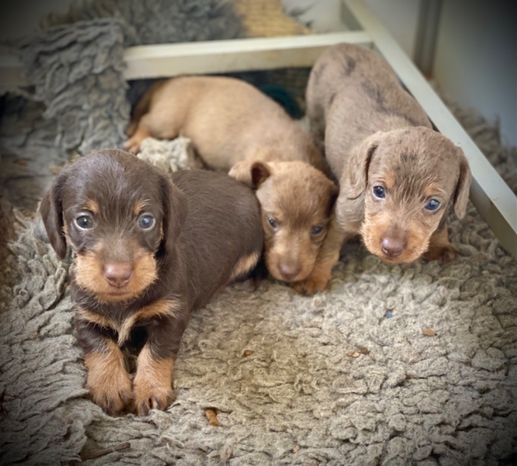 chiot Teckel poil dur du Domaine de la Veyssière