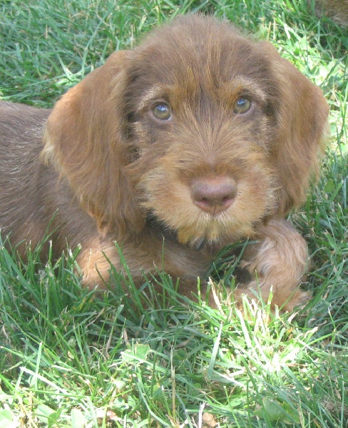 Demoiselle daisy la rouge du Domaine de la Veyssière