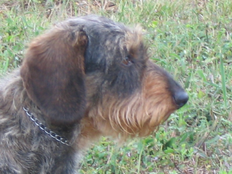 Pastis de l'arche de bermon