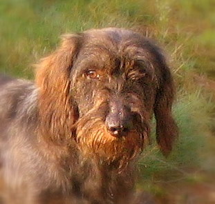 Vladimir du Domaine de la Veyssière