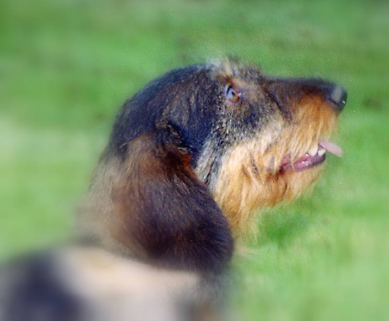 Anisette du Domaine de la Veyssière