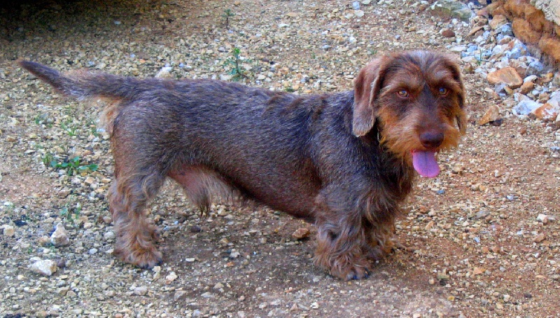 Allan le rouge du Domaine de la Veyssière