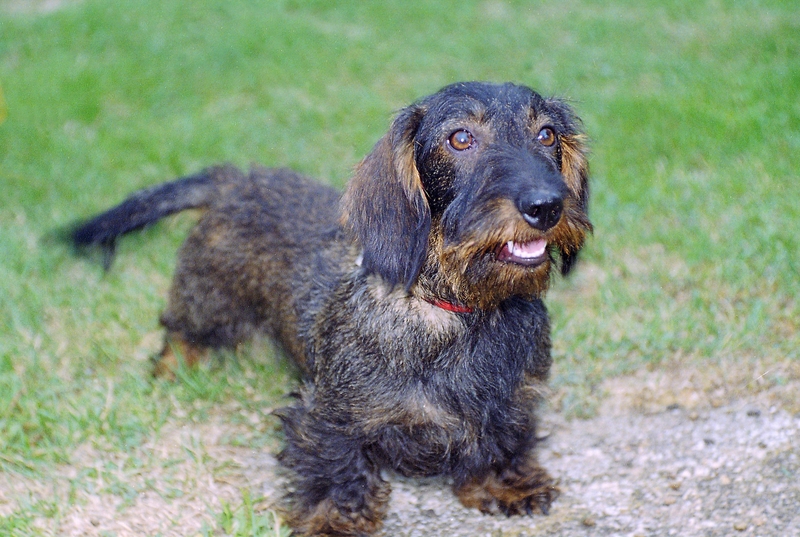 Câline (Sans Affixe)