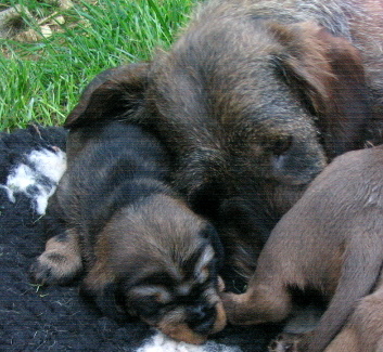 Brindille du Domaine de la Veyssière