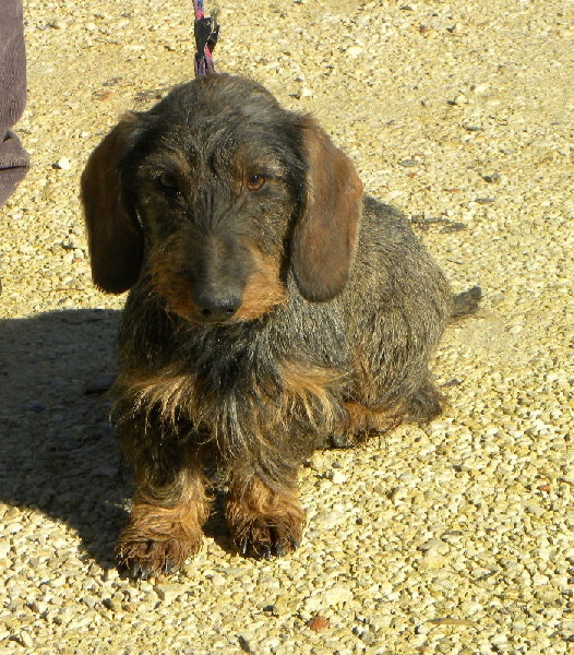 Gandalph du Domaine de la Veyssière