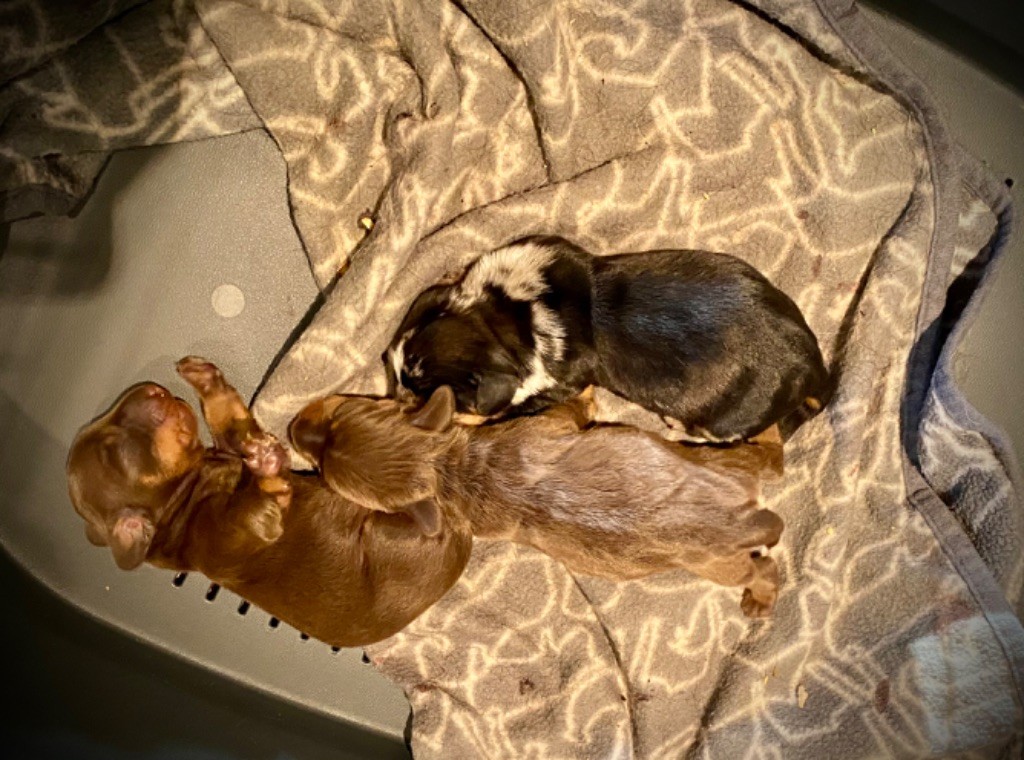 Chiot Teckel poil dur du Domaine de la Veyssière