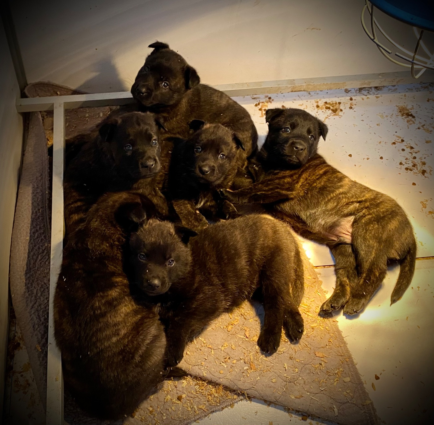 du Domaine de la Veyssière - Berger hollandais - Portée née le 15/12/2025