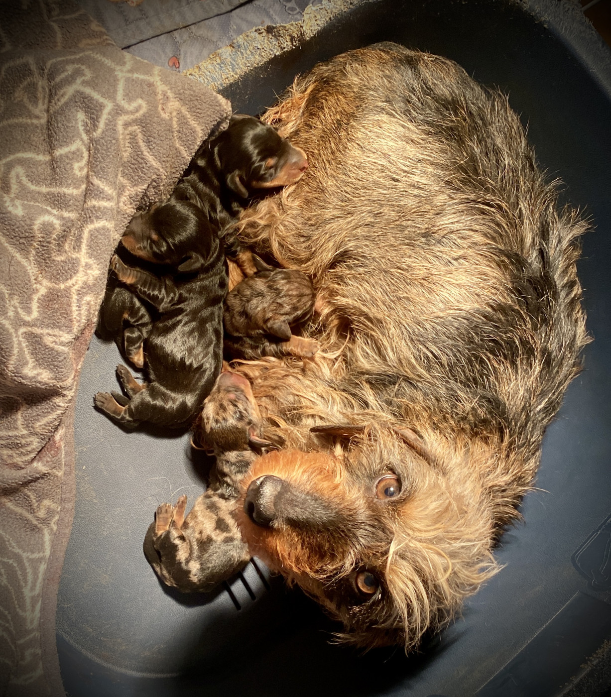 Chiot Teckel poil dur du Domaine de la Veyssière