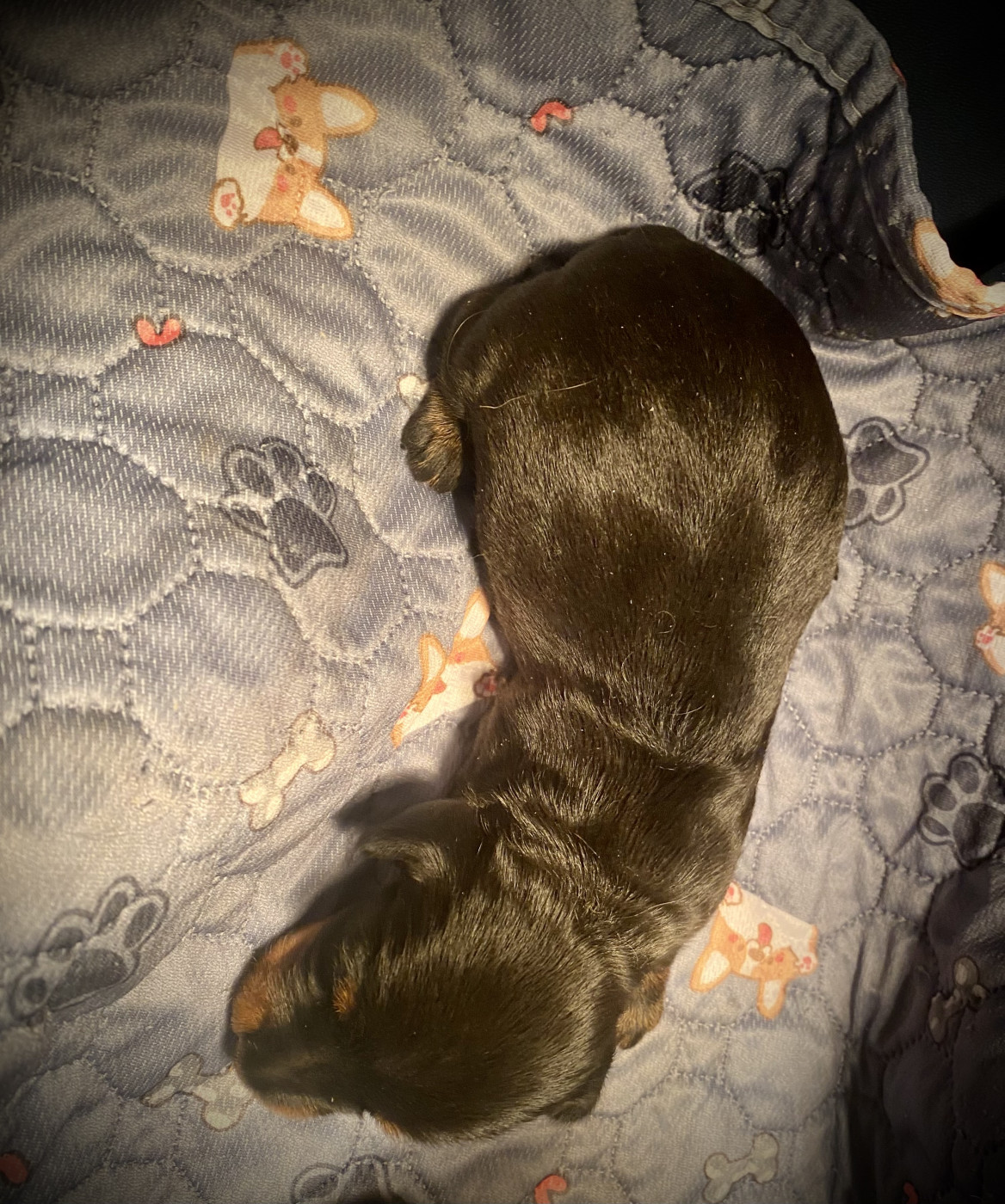 du Domaine de la Veyssière - Chiots disponibles - Teckel poil dur