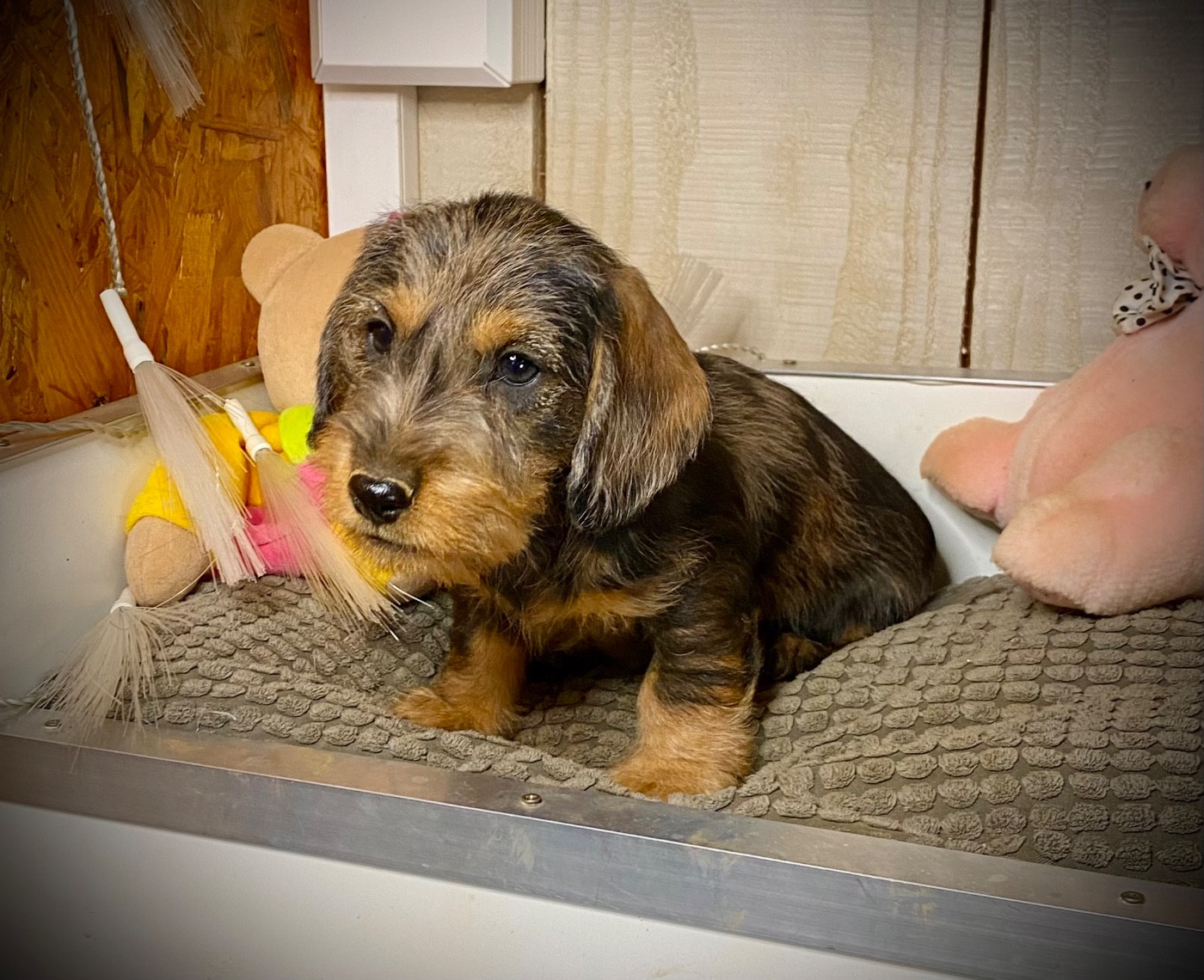 du Domaine de la Veyssière - Chiots disponibles - Teckel poil dur