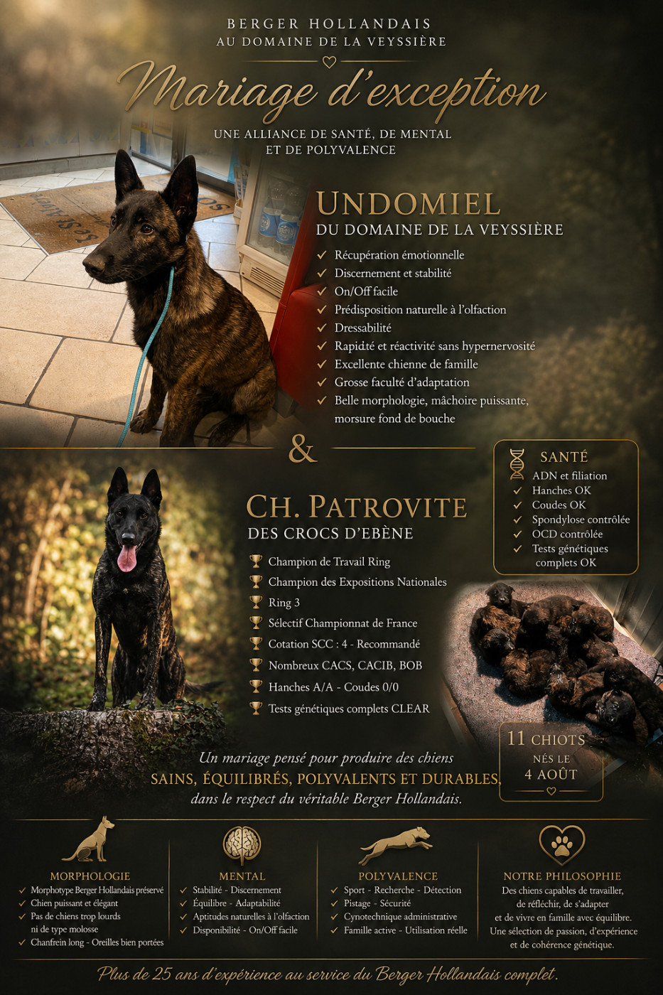 Chiot Berger hollandais du Domaine de la Veyssière