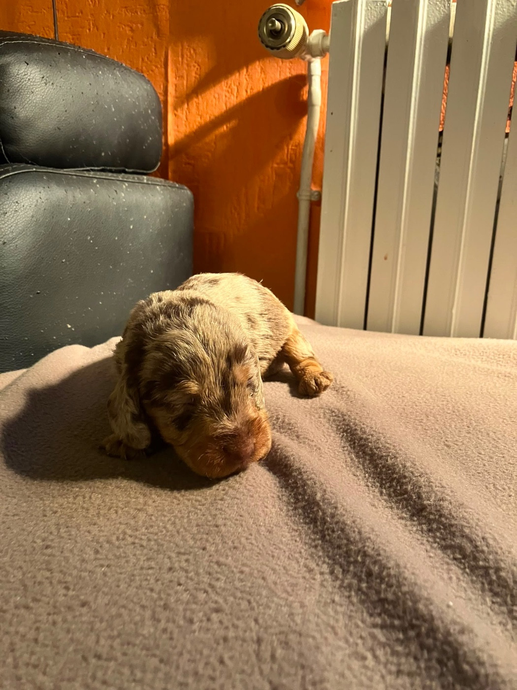 du Domaine de la Veyssière - Chiots disponibles - Teckel poil dur