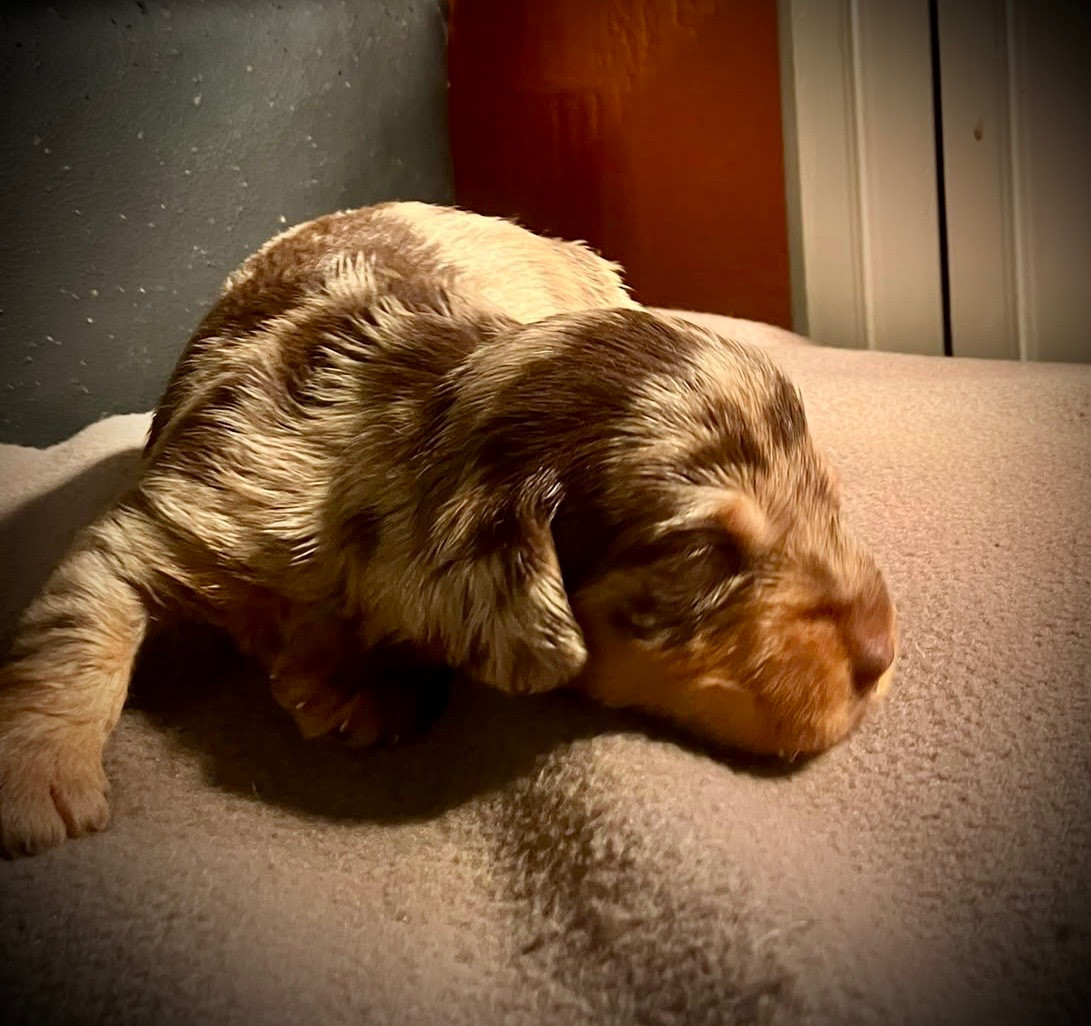 du Domaine de la Veyssière - Chiots disponibles - Teckel poil dur