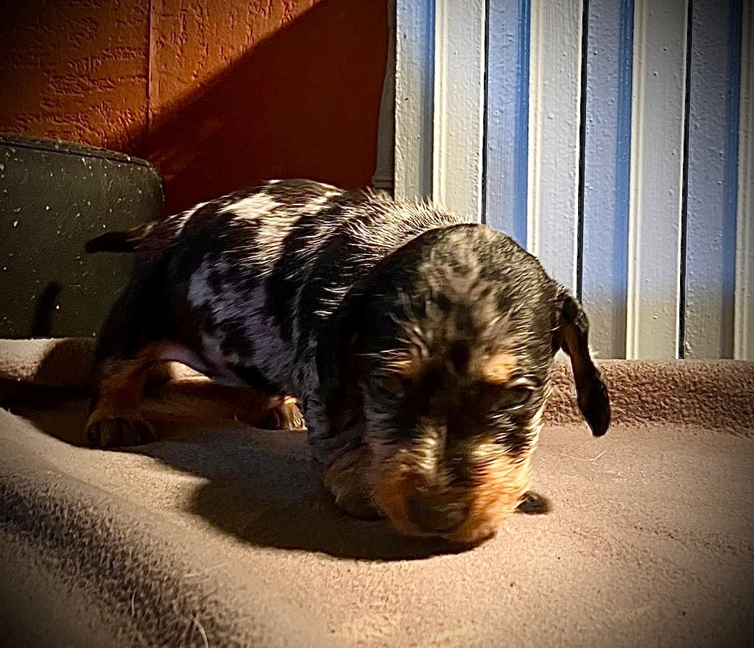 du Domaine de la Veyssière - Chiots disponibles - Teckel poil dur