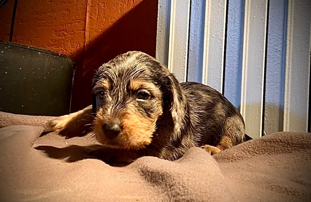 du Domaine de la Veyssière - Chiots disponibles - Teckel poil dur