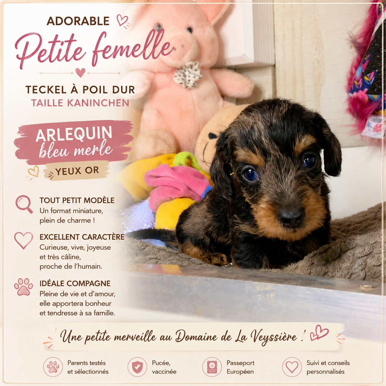 du Domaine de la Veyssière - Chiots disponibles - Teckel poil dur