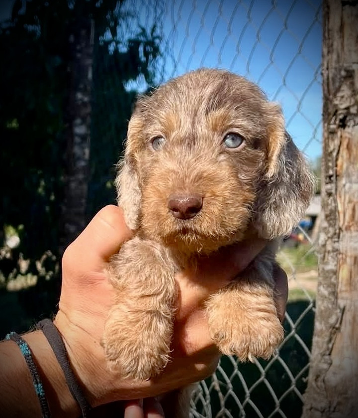 du Domaine de la Veyssière - Chiots disponibles - Teckel poil dur