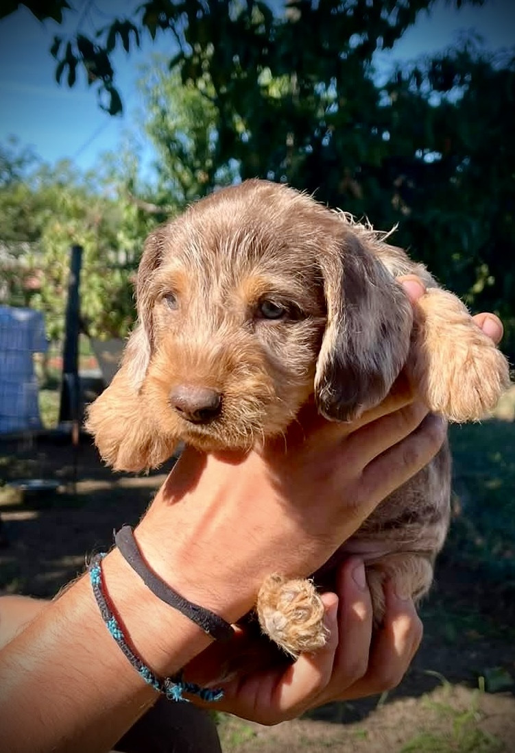 du Domaine de la Veyssière - Chiots disponibles - Teckel poil dur