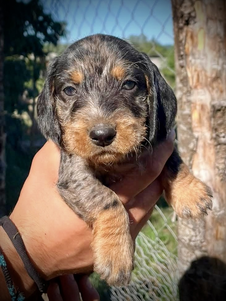 du Domaine de la Veyssière - Chiots disponibles - Teckel poil dur