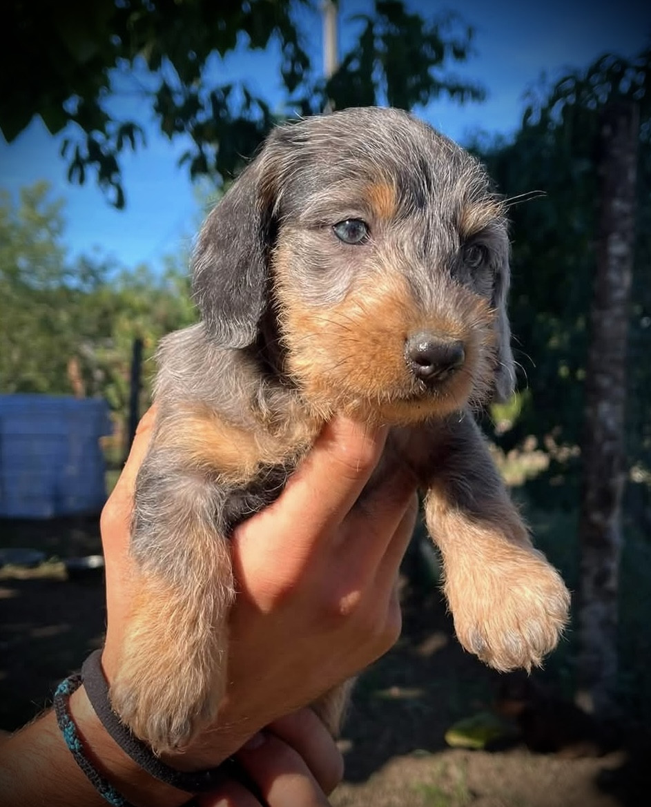 du Domaine de la Veyssière - Chiots disponibles - Teckel poil dur