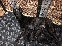 Chiot Berger hollandais du Domaine de la Veyssière