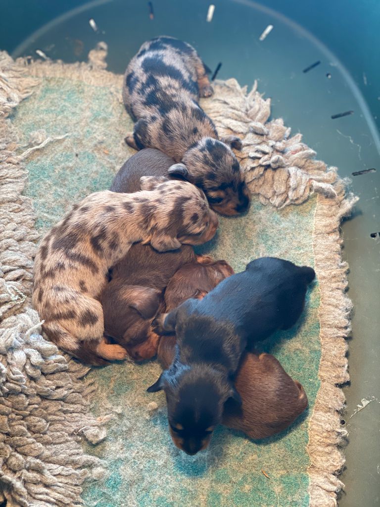 Chiot Teckel poil dur du Domaine de la Veyssière