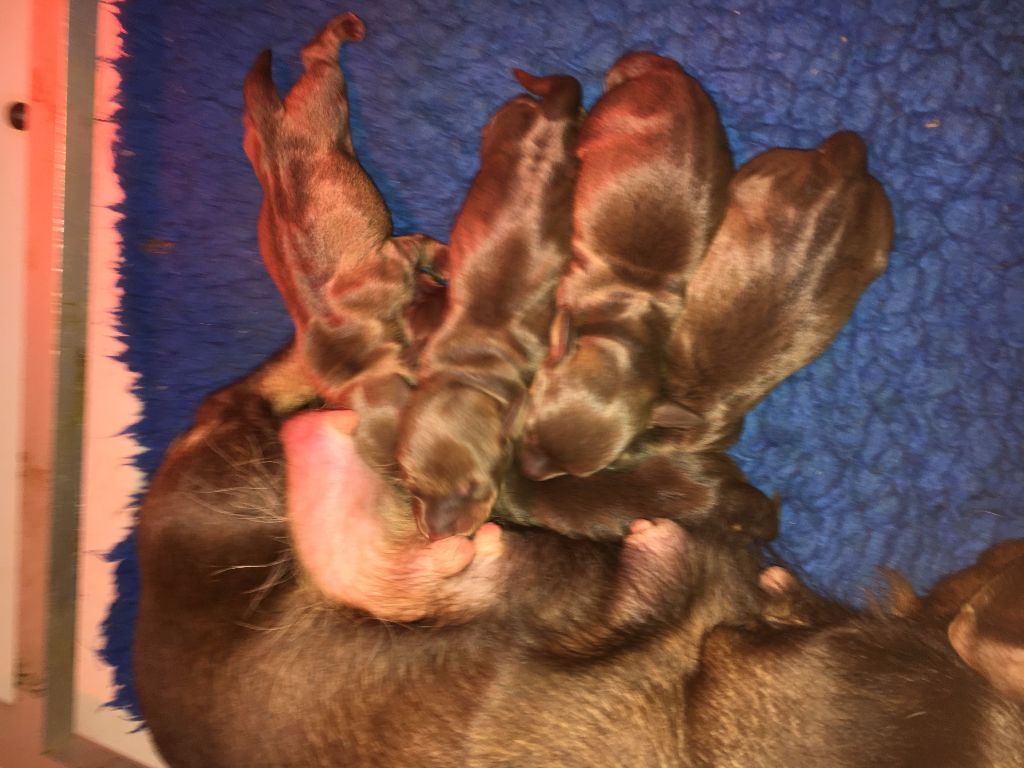 Chiot Teckel poil dur du Domaine de la Veyssière