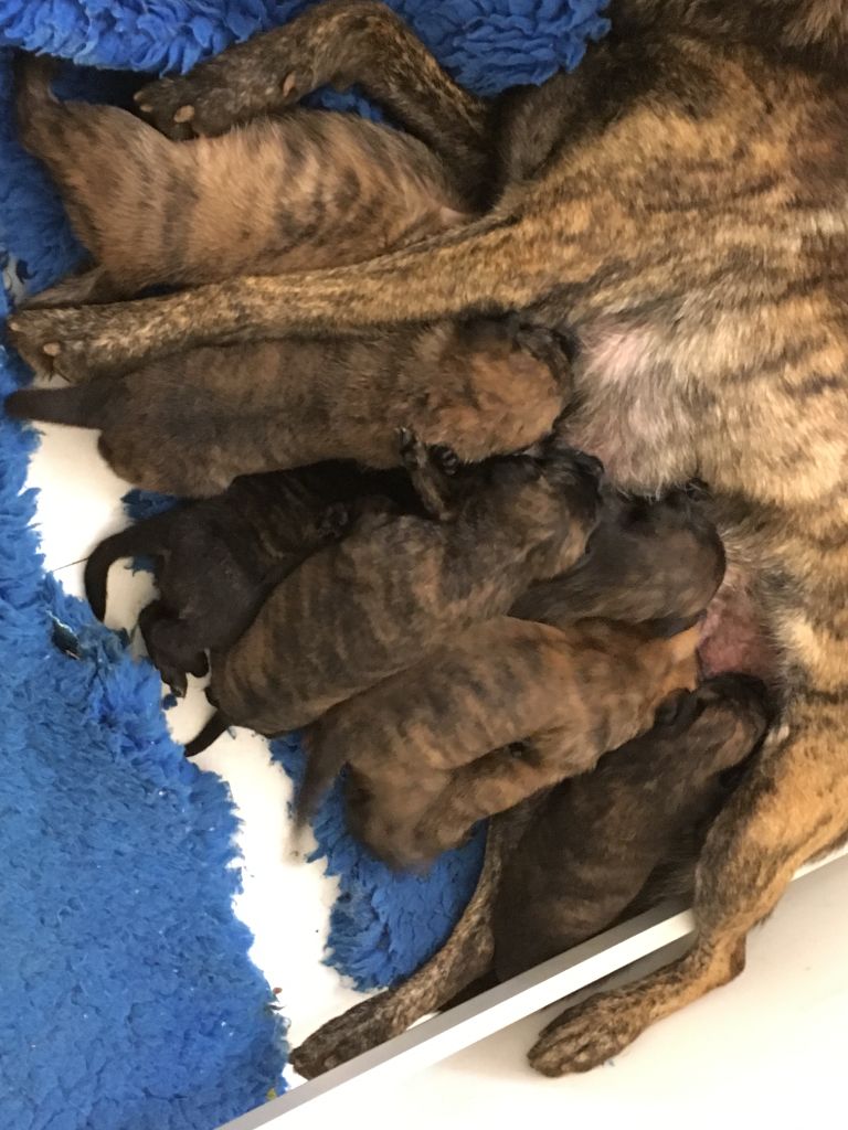 Chiot Berger hollandais du Domaine de la Veyssière