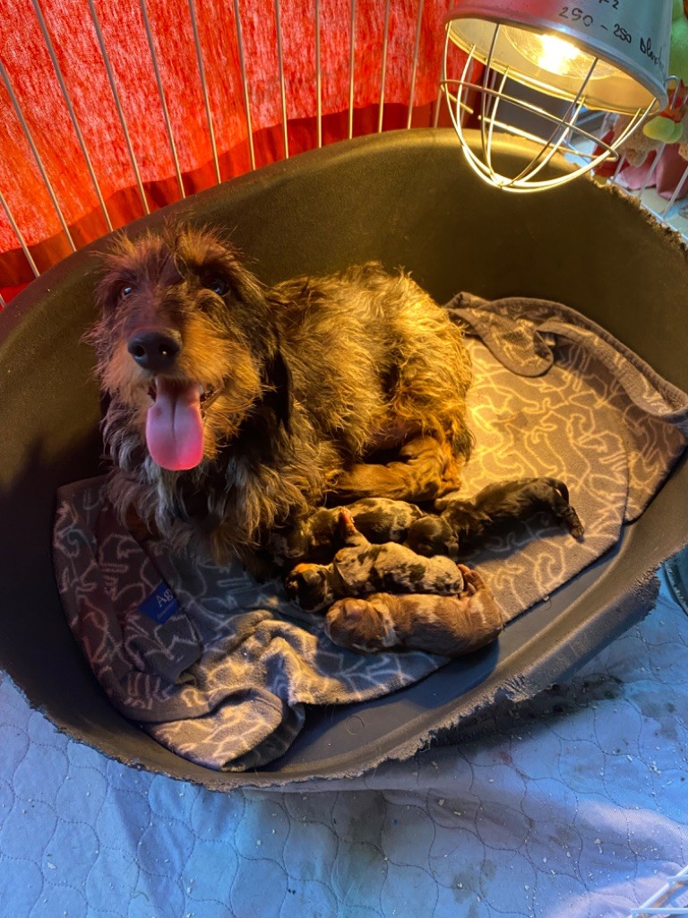 Chiot Teckel poil dur du Domaine de la Veyssière