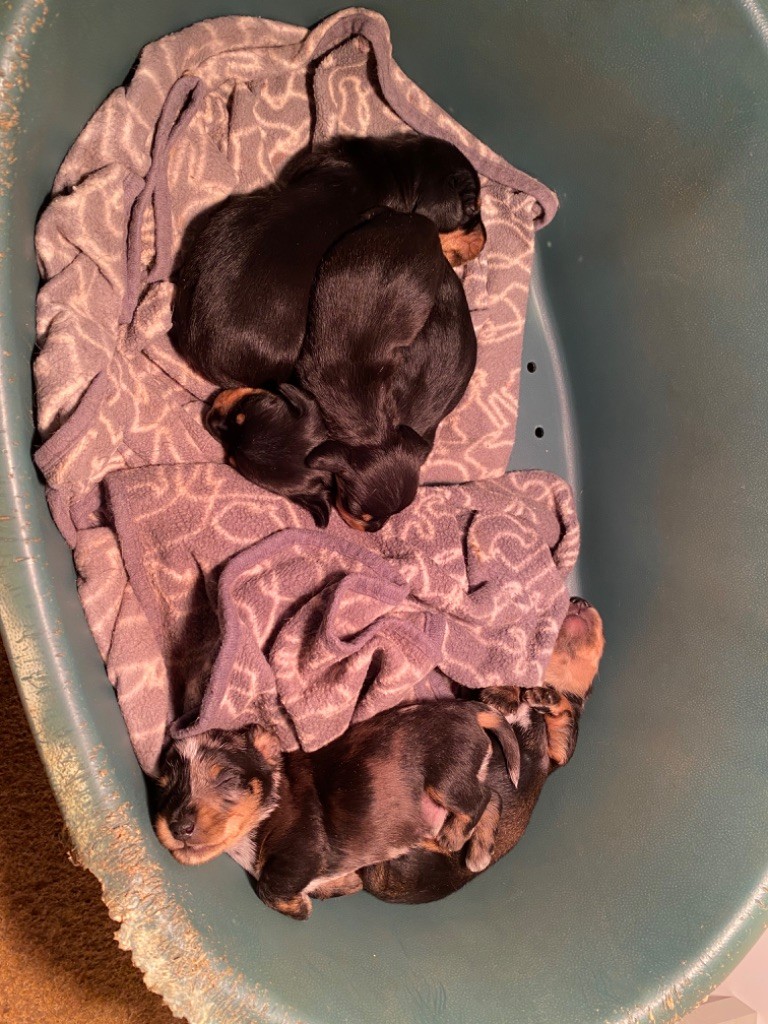 Chiot Teckel poil dur du Domaine de la Veyssière