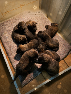 CHIOT 6