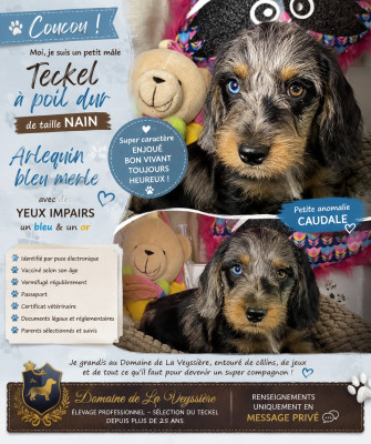 B? nain arlequin bleu merle