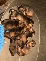 Ragnarr poil dur Nain ou kaninchen sanglier