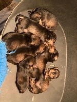 Roxane poil dur Nain ou kaninchen sanglier