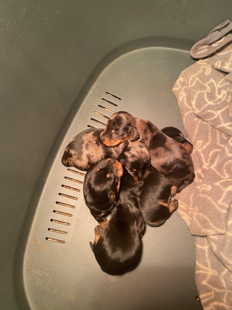 Chiot Teckel poil dur du Domaine de la Veyssière
