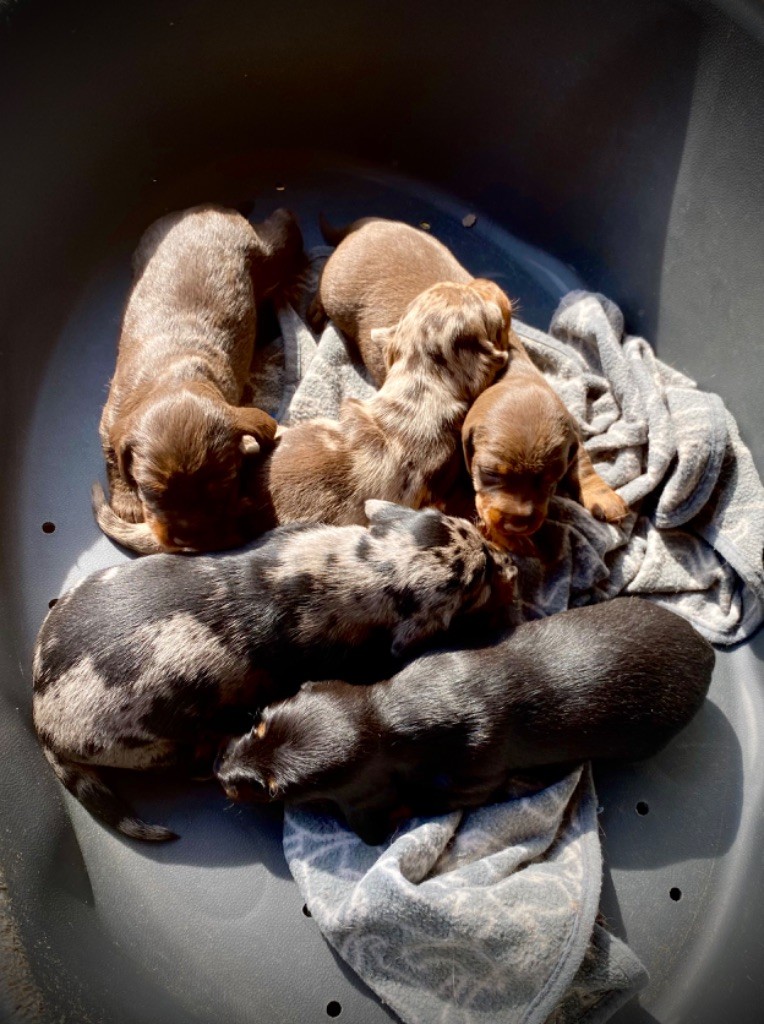 Chiot Teckel poil dur du Domaine de la Veyssière