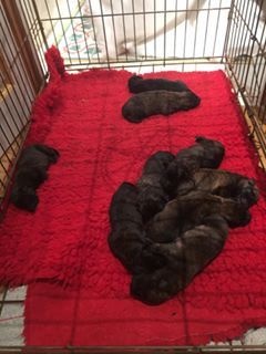 Chiot Berger hollandais du Domaine de la Veyssière