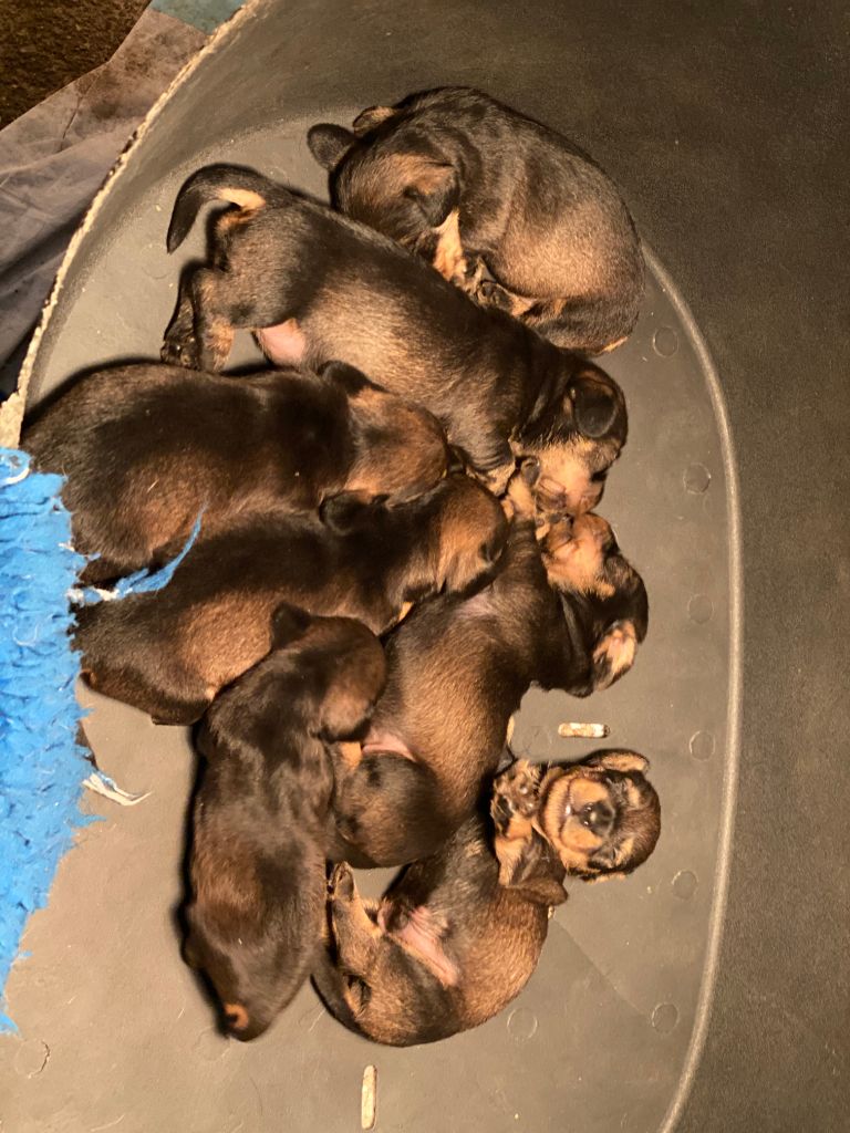 Chiot Teckel poil dur du Domaine de la Veyssière